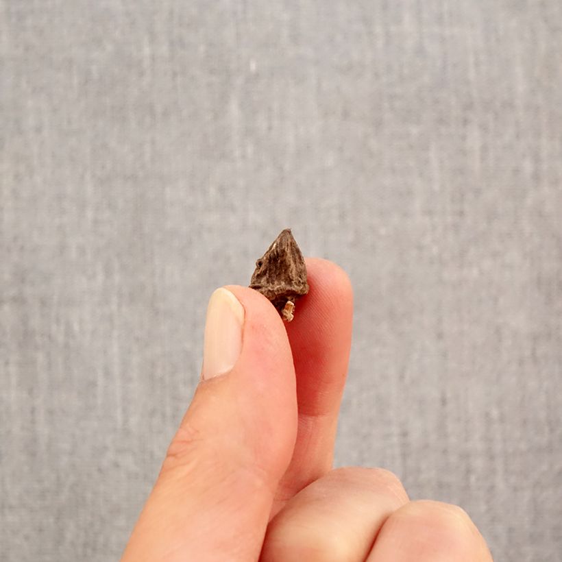 Anemone coronaria Mix Bulb size 4+ sample as delivered in autumn