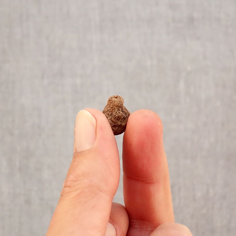 Anemone coronaria Hollandia Bulb size 5 sample as delivered in autumn