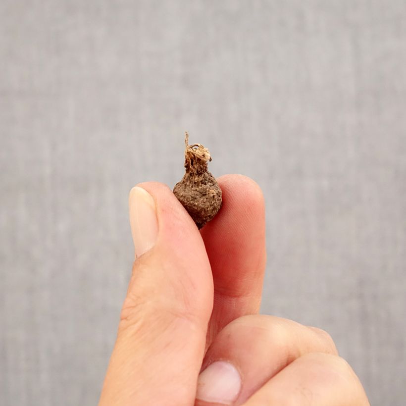 Anemone coronaria Lord Lieutenant Bulb size 5 sample as delivered in autumn