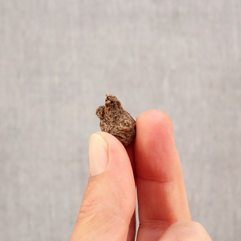 Anemone coronaria Mr Fokker Bulb size 5 sample as delivered in autumn