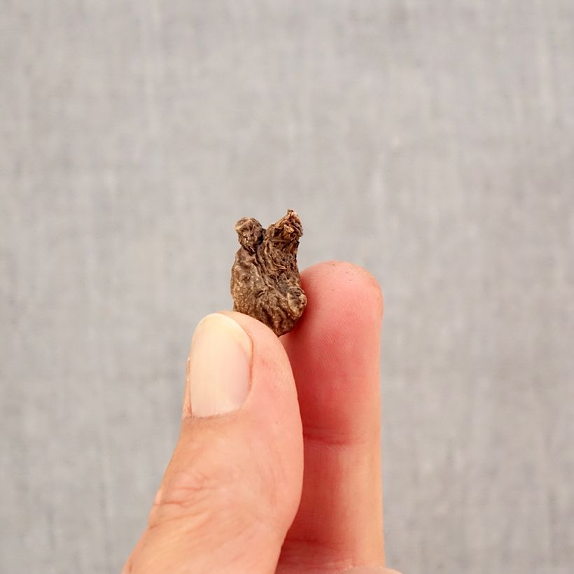 Anemone coronaria St Brigid Mix Bulb size 5 sample as delivered in autumn