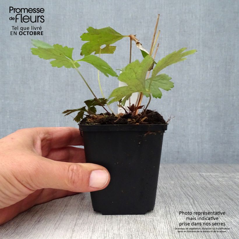 Anemone cylindrica 8/9 cm pot sample as delivered in autumn