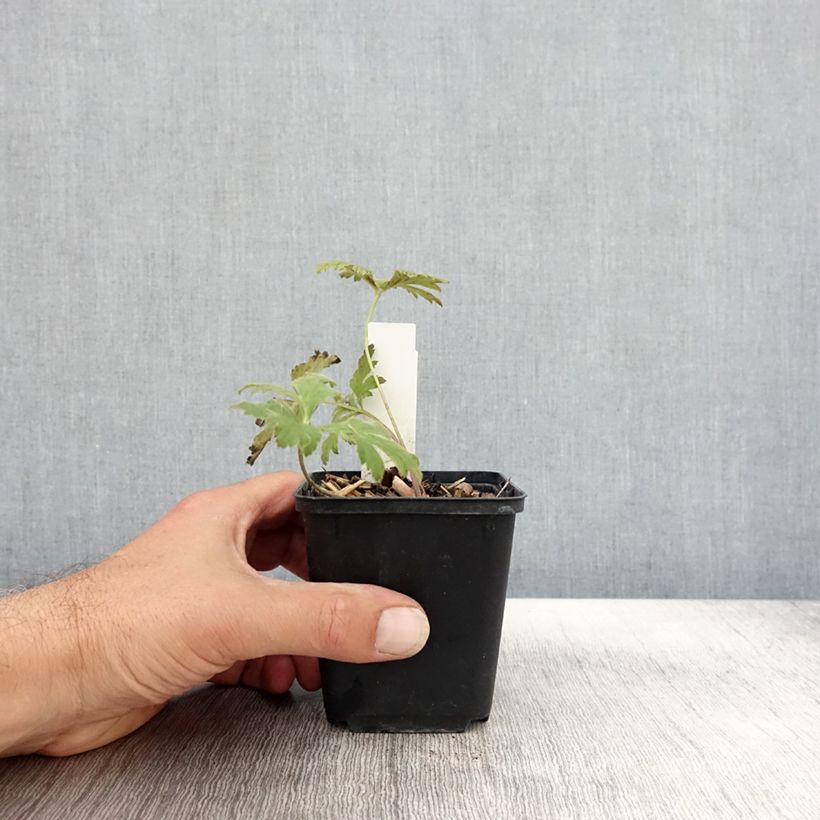 Anemone rivularis 8/9 cm pot sample as delivered in autumn