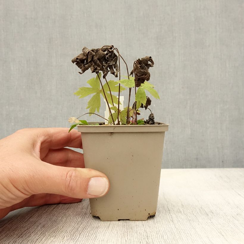 Anemone canadensis 8/9 cm pot sample as delivered in autumn