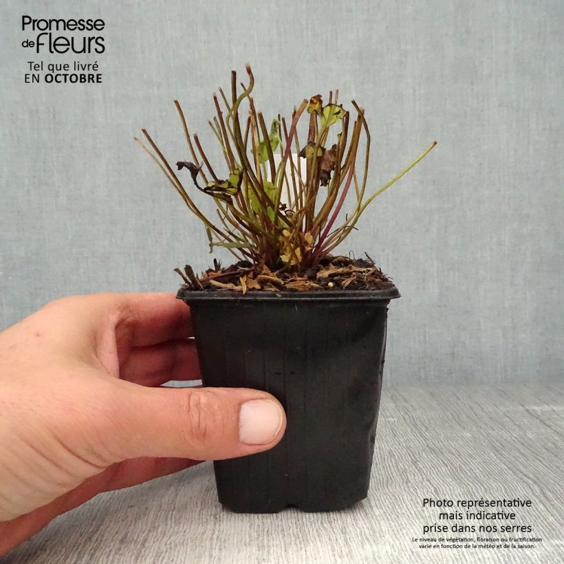 Anemone hybrida Bressingham Glow 8/9 cm pot sample as delivered in autumn