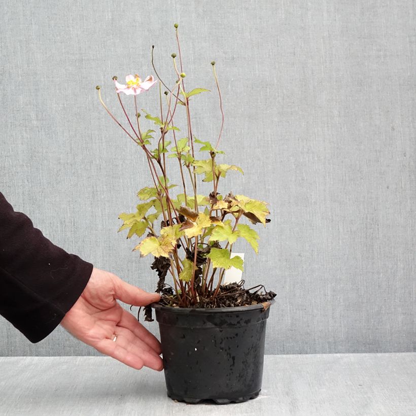 Anemone hupehensis Crispa 2L/3L pot sample as delivered in autumn