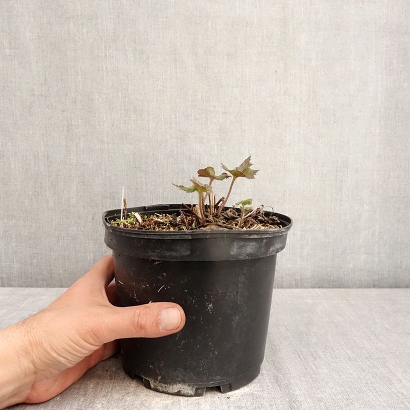 Anemone hupehensis Crispa 2L/3L pot sample as delivered in spring