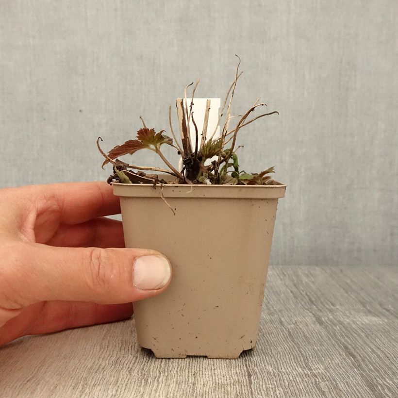 Anemone Fall in Love Sweetly 8/9 cm pot sample as delivered in spring