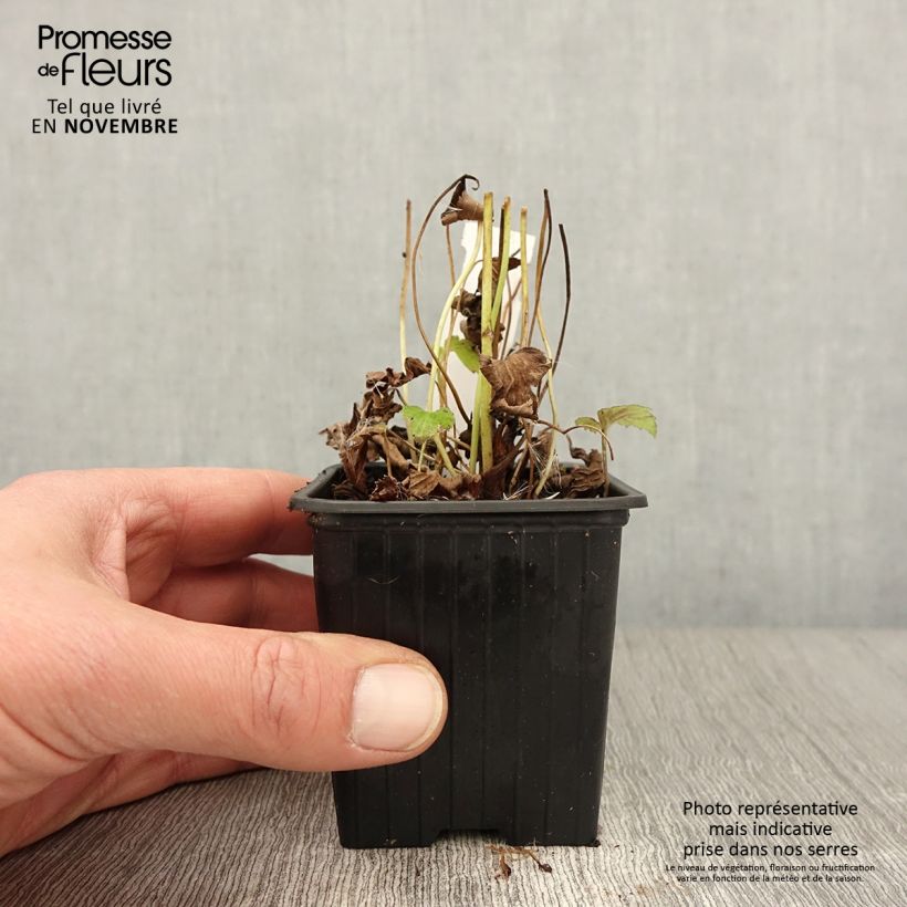 Anemone hupehensis Fantasy Ariel 8/9 cm pot sample as delivered in autumn