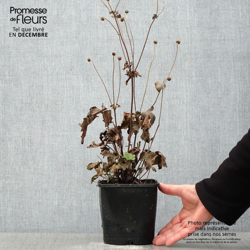 Anemone hupehensis Fantasy Ariel 2L/3L pot sample as delivered in autumn