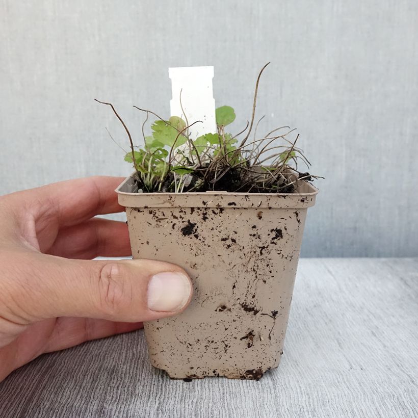 Anemone hybrida Fantasy Cinderella 8/9 cm pot sample as delivered in autumn