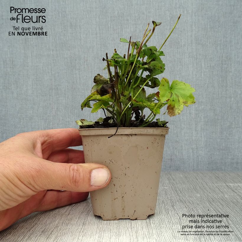 Anemone hybrida Fantasy Jasmine 8/9 cm pot sample as delivered in autumn