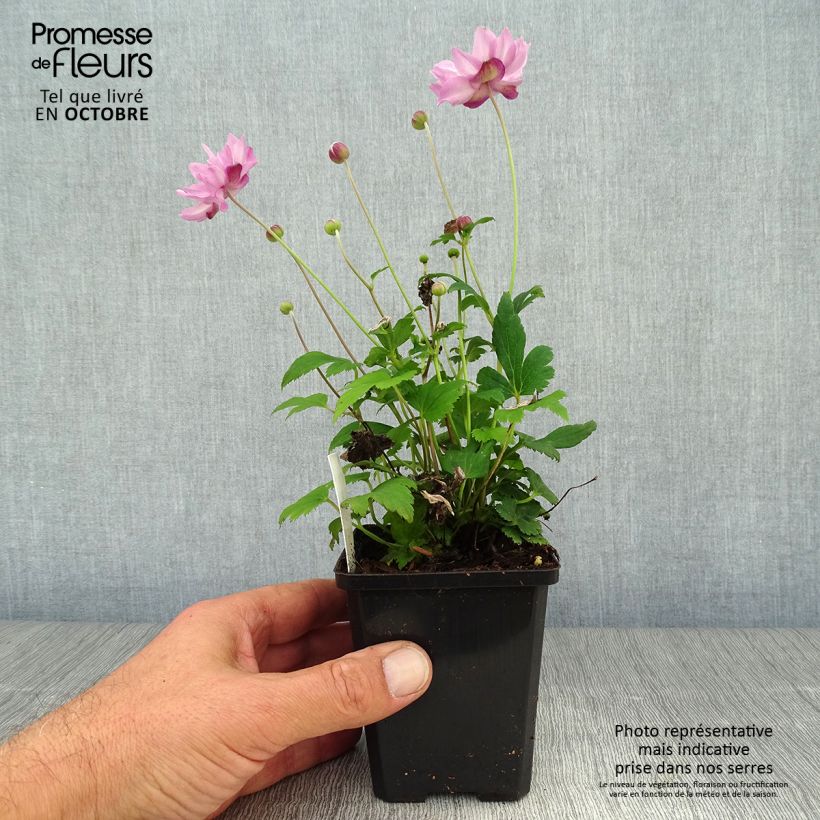 Anemone hupehensis var. japonica Fantasy Pocahontas 8/9 cm pot sample as delivered in autumn