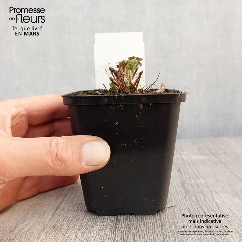 Anemone hybrida Frilly Knickers 8/9 cm pot sample as delivered in spring