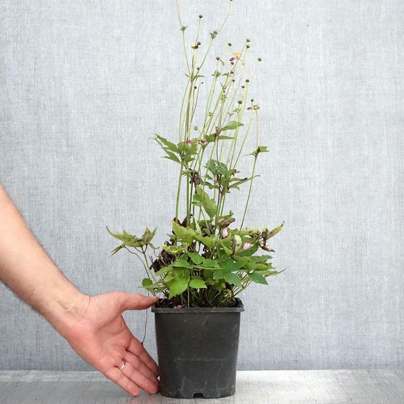 Anemone hupehensis var. japonica Pamina 1L/1.5L pot sample as delivered in autumn