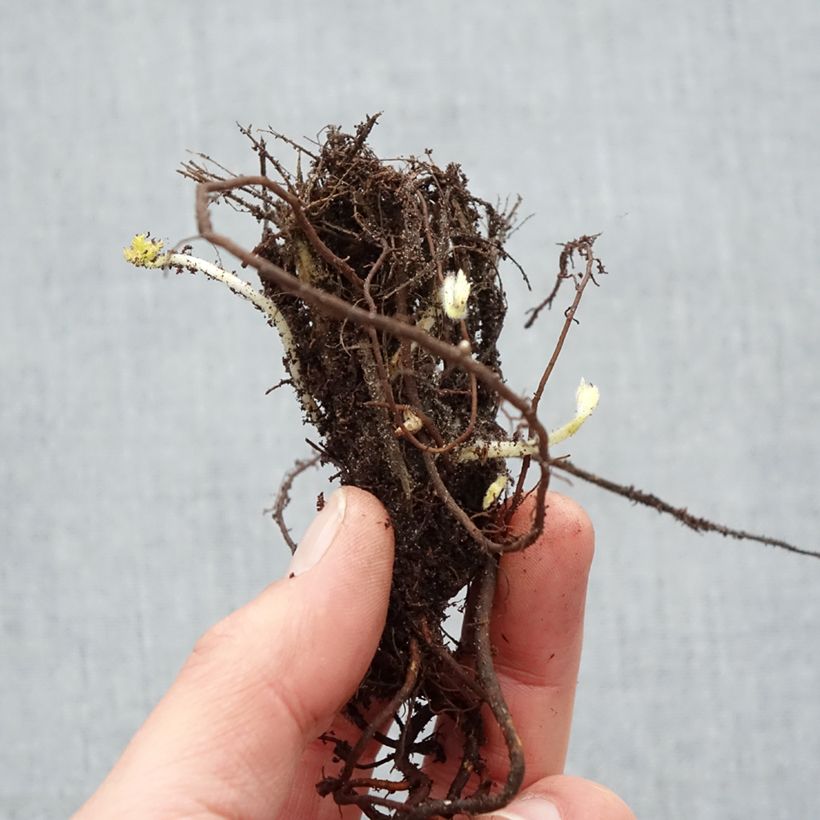 Anemone hupehensis var. japonica Pamina Bare root sample as delivered in winter