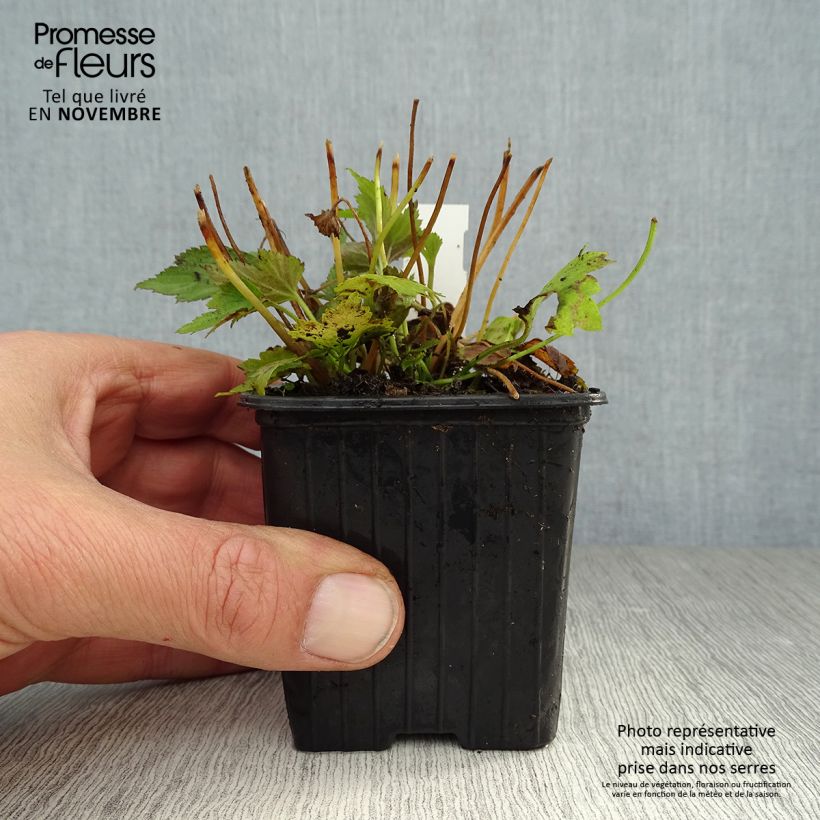 Anemone hupehensis var. japonica Prinz Heinrich 8/9 cm pot sample as delivered in autumn