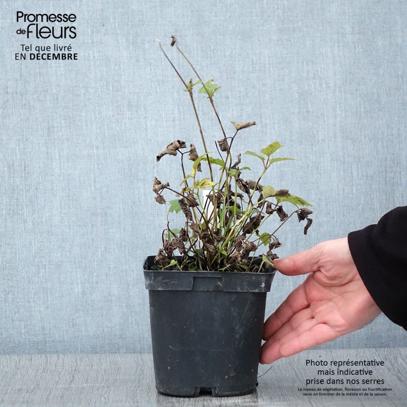 Anemone hupehensis var. japonica Prinz Heinrich 2L/3L pot sample as delivered in autumn