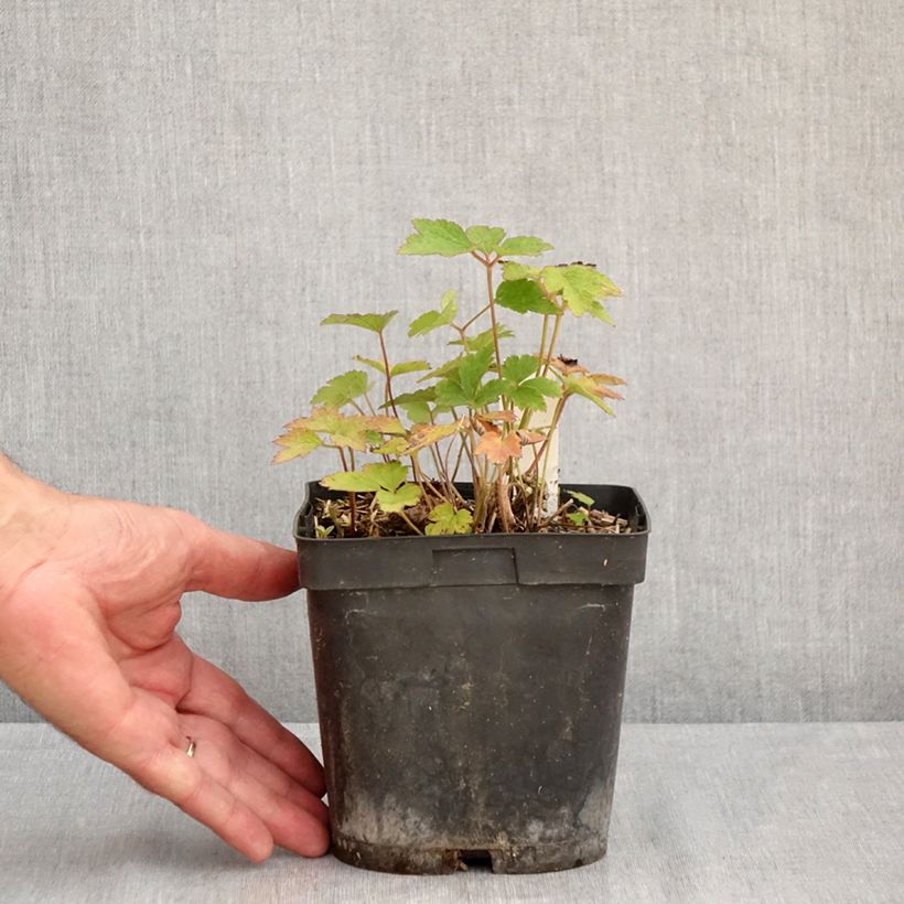 Anemone tomentosa Robustissima 1.5L/2L pot sample as delivered in summer