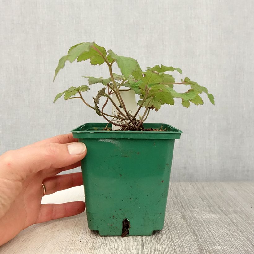 Anemone tomentosa Robustissima 1.5L/2L pot sample as delivered in spring