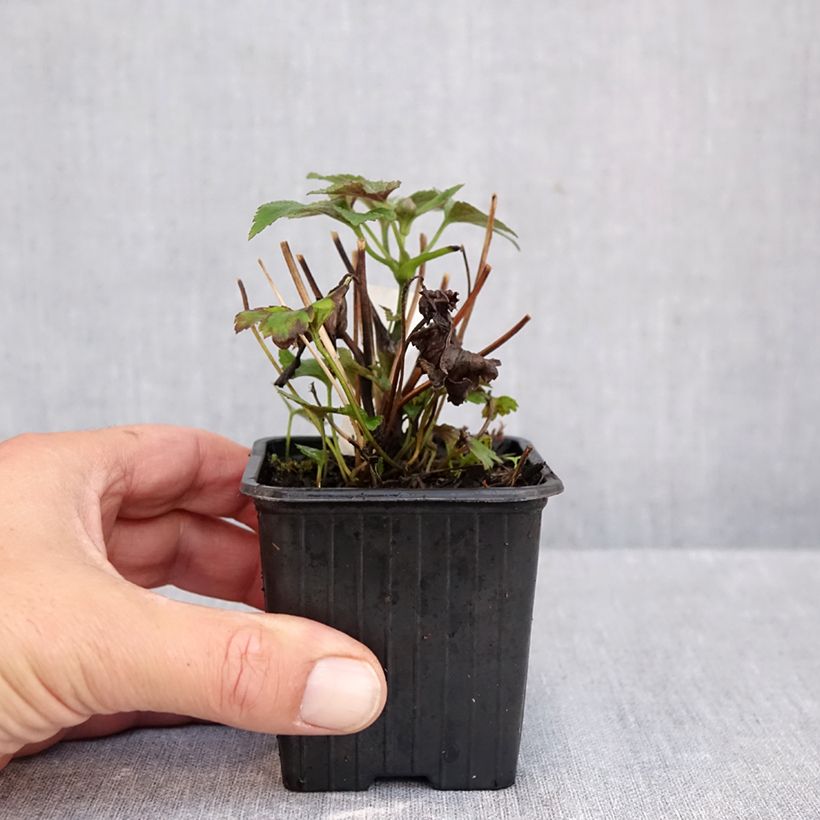 Anemone hybrida Rubra Plena 8/9 cm pot sample as delivered in autumn