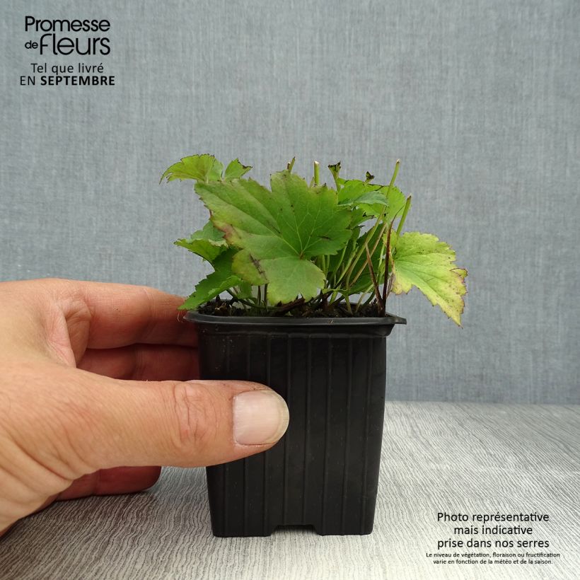Anemone hupehensis Praecox 8/9 cm pot sample as delivered in autumn