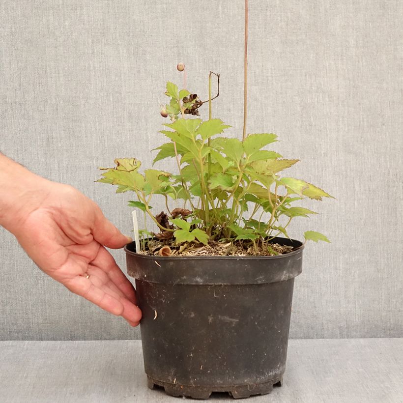 Anemone hupehensis Praecox 2L/3L pot sample as delivered in summer