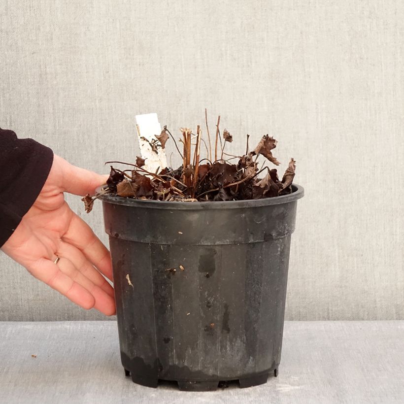 Anemone hupehensis Praecox 2L/3L pot sample as delivered in winter