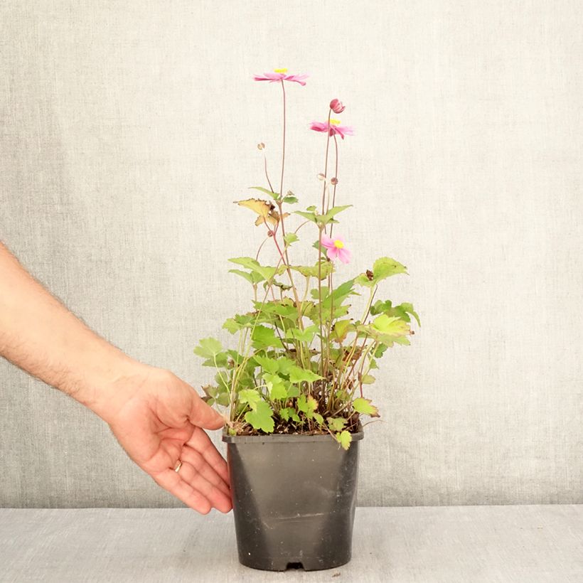 Anemone Royal Blush - Japanese Anemone 1.5L/2L pot sample as delivered in summer