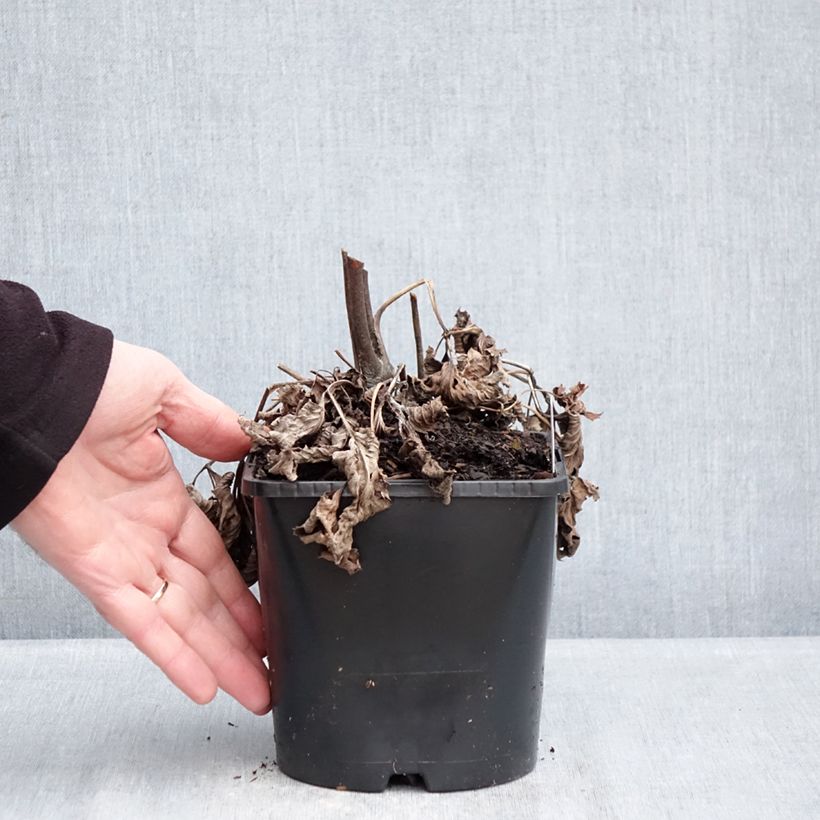 Anemone Royal Blush - Japanese Anemone 1.5L/2L pot sample as delivered in winter