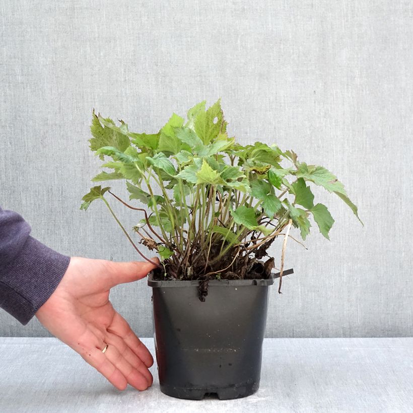 Anemone Royal Blush - Japanese Anemone 1.5L/2L pot sample as delivered in spring