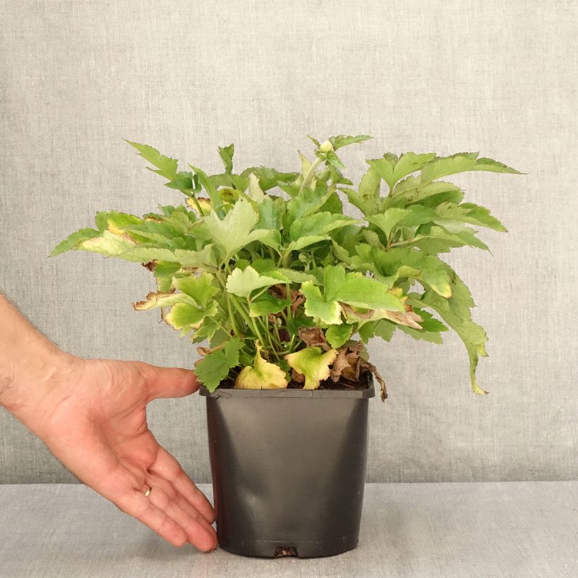 Anemone Royal Pink - Japanese Anemone 1.5L/2L pot sample as delivered in summer