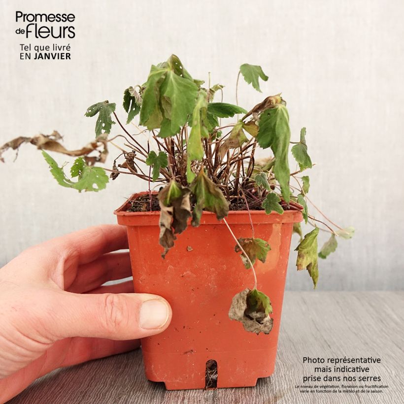 Anemone hybrida Snow Angels 1L/1.5L pot sample as delivered in winter