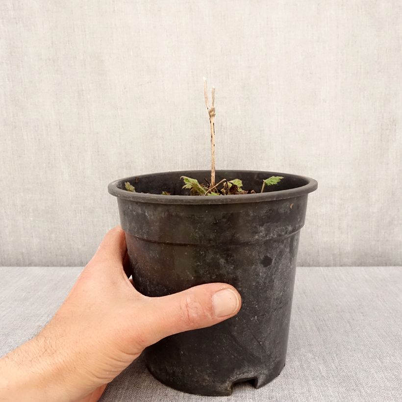 Anemone hybrida Andrea Atkinson 2L/3L pot sample as delivered in spring