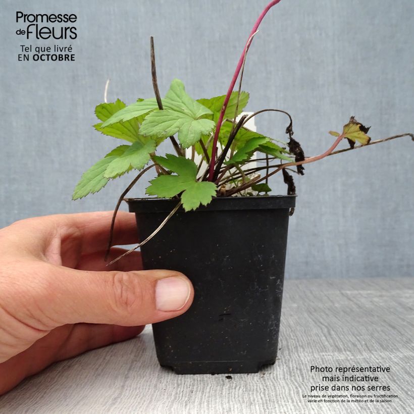 Anemone Dreaming Swan - Japanese Anemone 8/9 cm pot sample as delivered in autumn