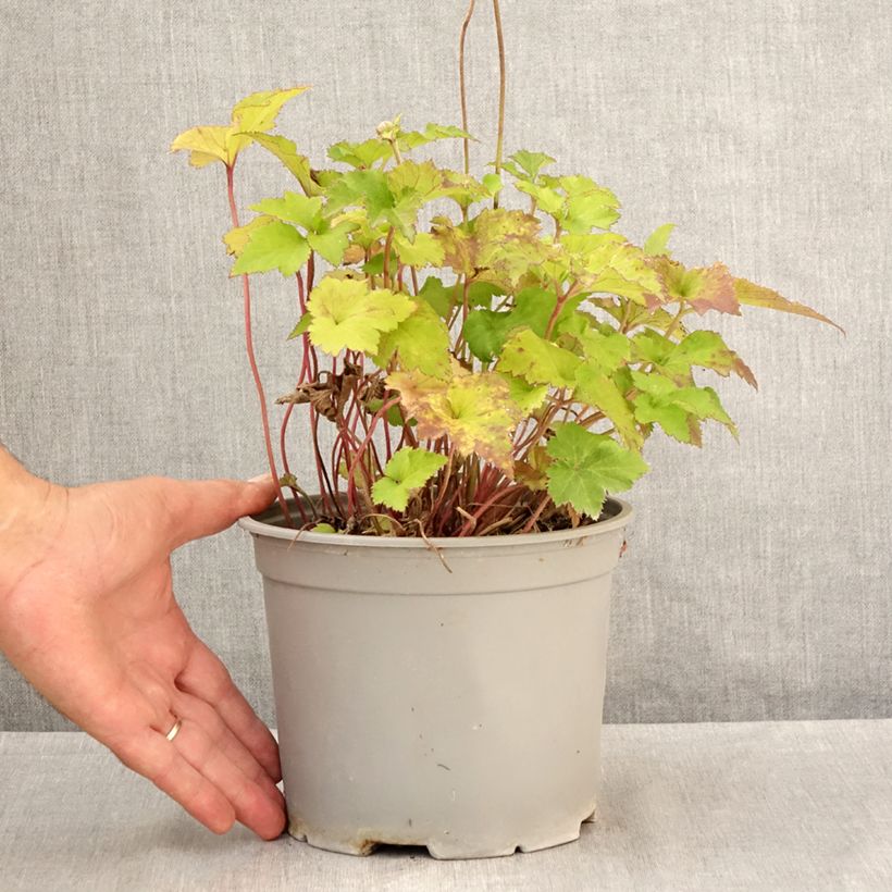 Anemone hybrida Mont Rose 3L/4L pot sample as delivered in summer