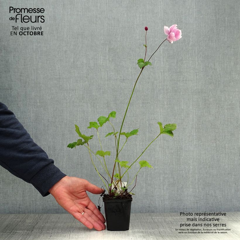 Anemone hybrida Königin Charlotte 8/9 cm pot sample as delivered in autumn