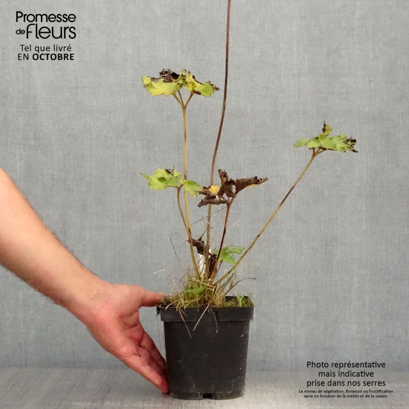 Anemone hybrida Königin Charlotte 2L/3L pot sample as delivered in autumn