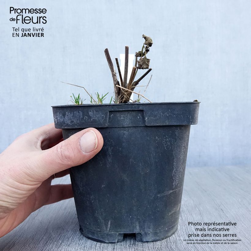 Anemone hybrida Königin Charlotte 2L/3L pot sample as delivered in winter