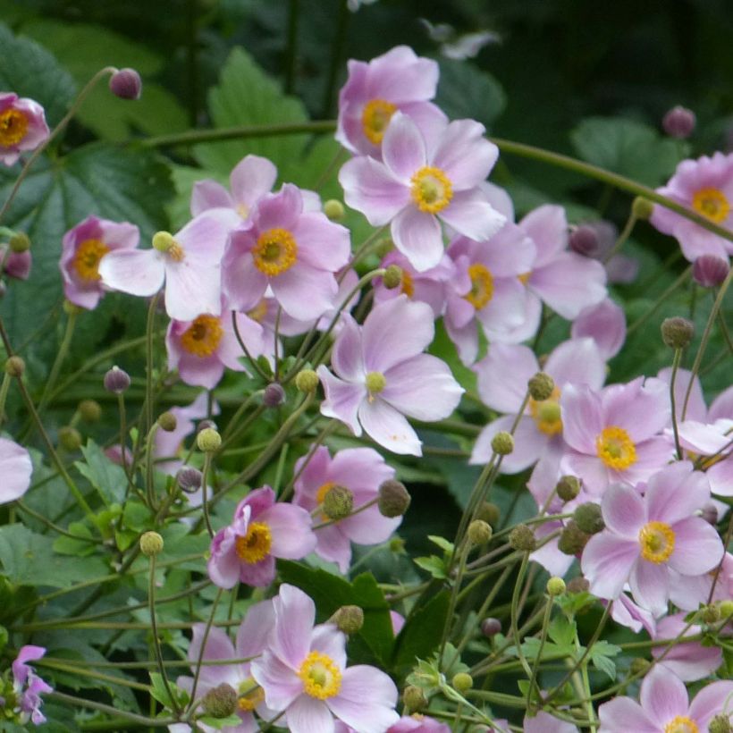 Anemone hupehensis September Charm (Plant habit)