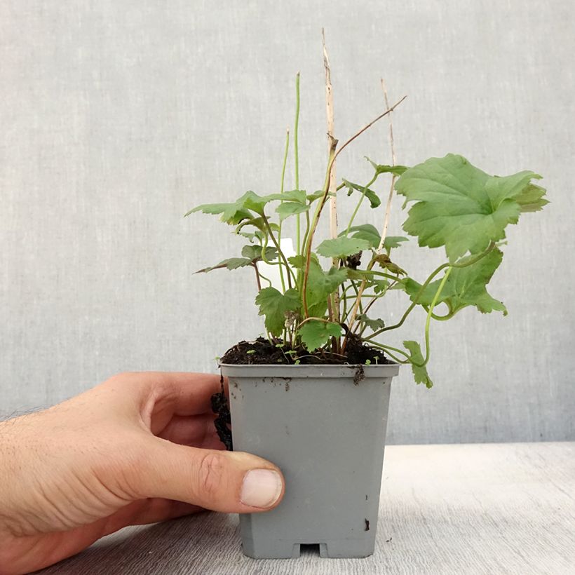 Anemone hupehensis September Charm 8/9 cm pot sample as delivered in autumn