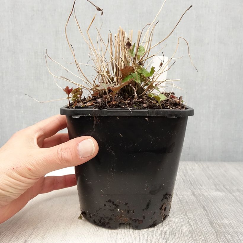 Anemone hupehensis Splendens 2L/3L pot sample as delivered in spring