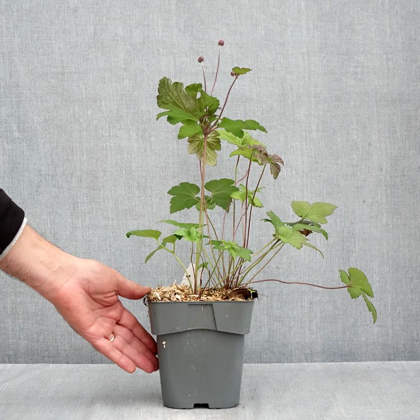 Anemone hybrida Serenade 2L/3L pot sample as delivered in autumn