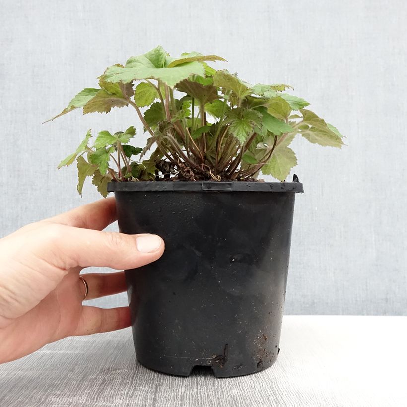 Anemone hybrida Serenade 2L/3L pot sample as delivered in spring