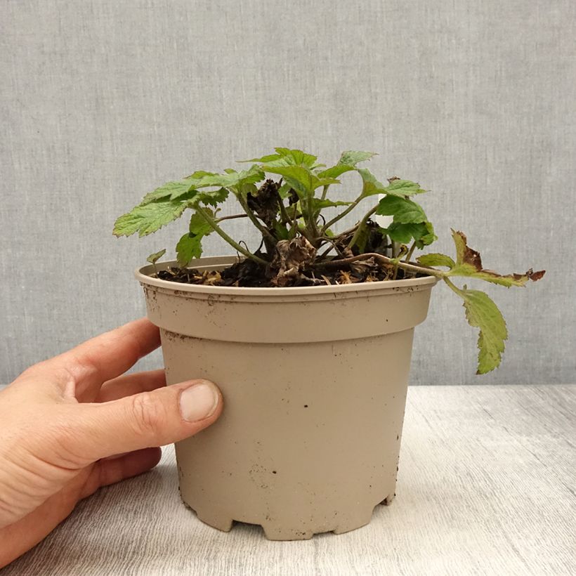 Anemone hybrida Whirlwind 1.5L/2L pot sample as delivered in spring