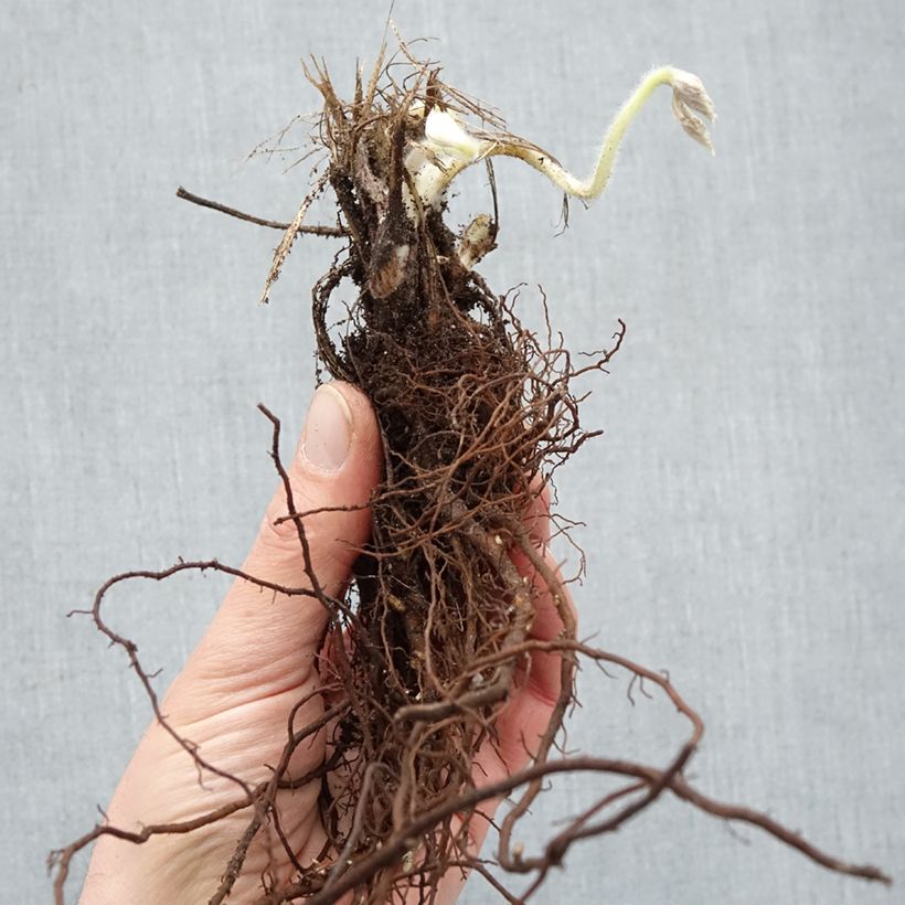 Anemone hybrida Whirlwind Bare root sample as delivered in winter