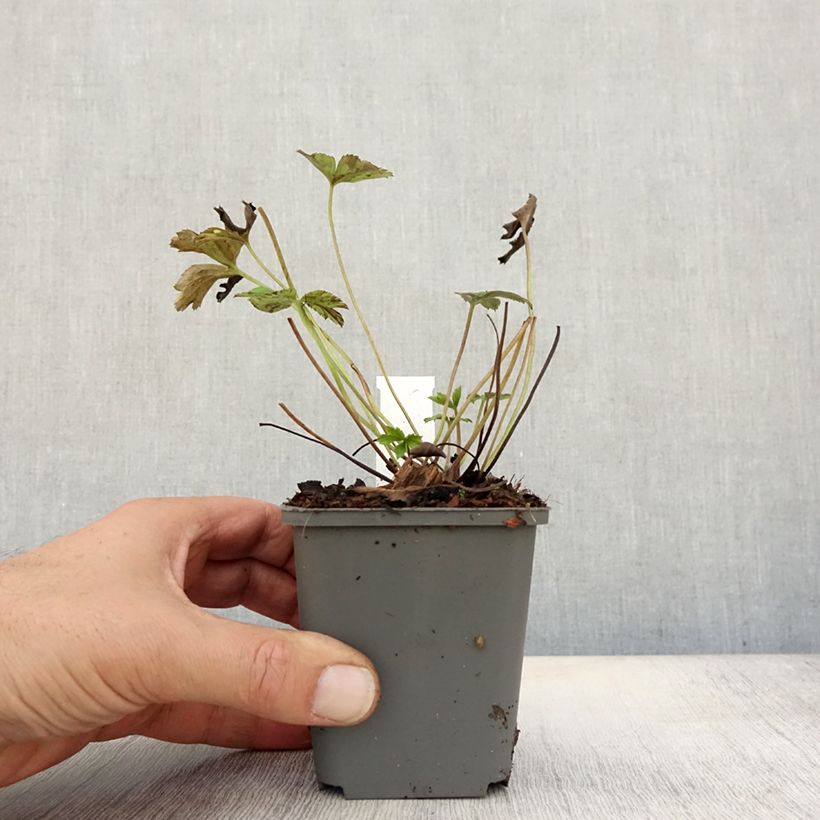 Anemone Wild Swan - Japanese Anemone 8/9 cm pot sample as delivered in autumn