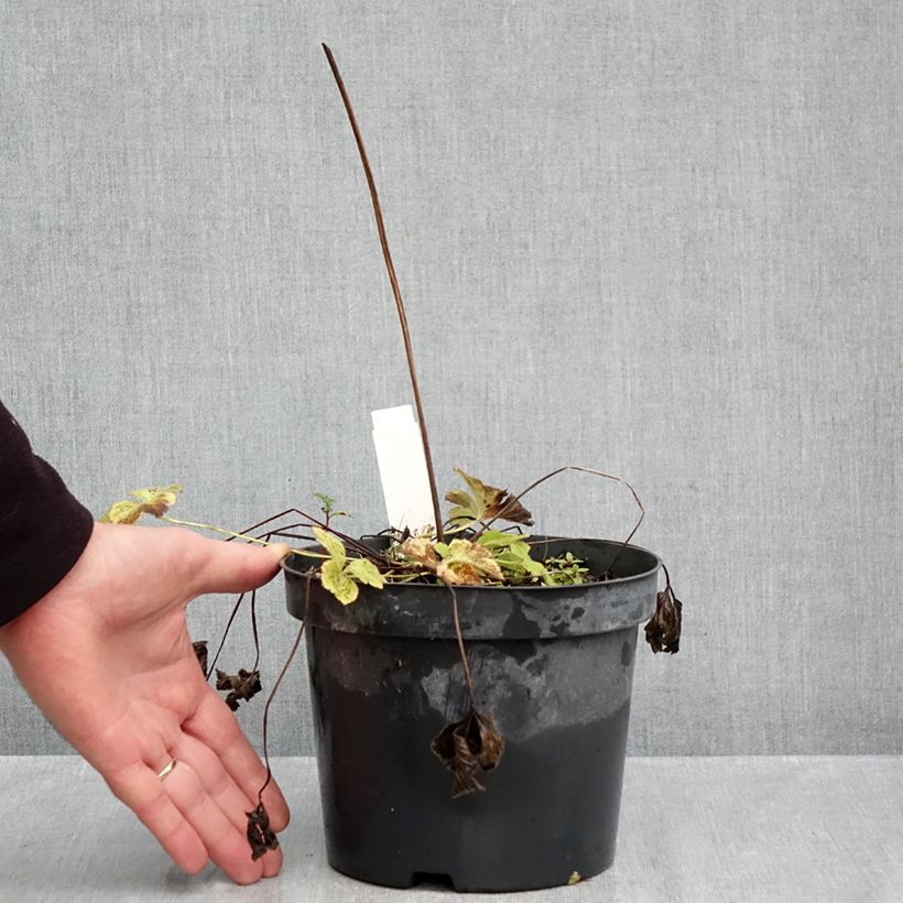 Anemone leveillei 2L/3L pot sample as delivered in autumn