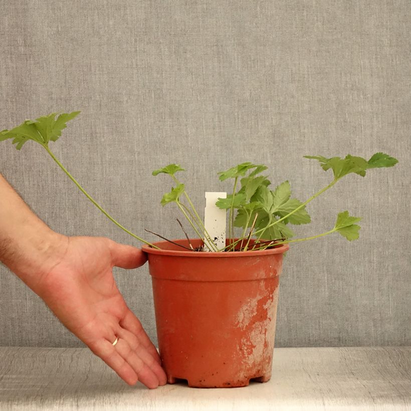 Anemone leveillei 2L/3L pot sample as delivered in summer