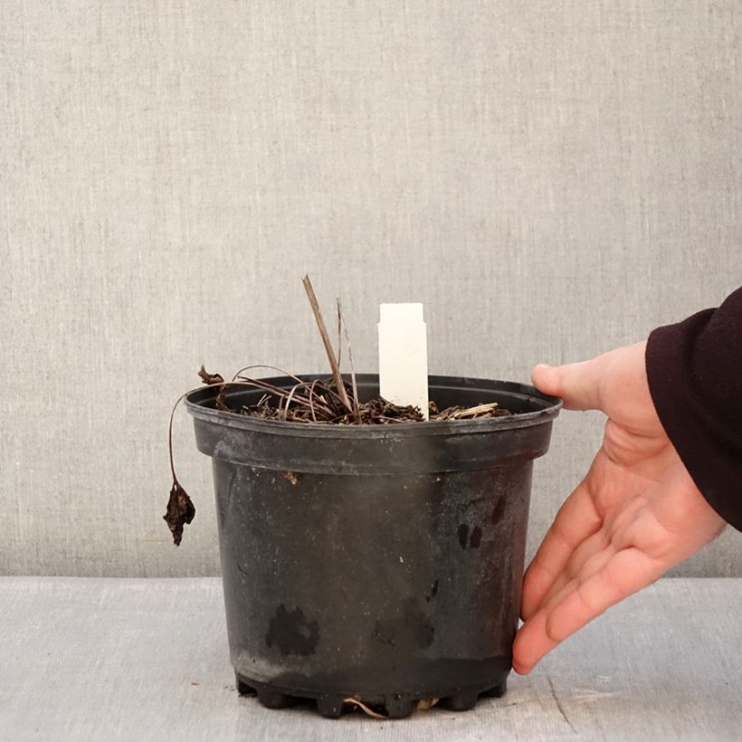 Anemone leveillei 2L/3L pot sample as delivered in winter